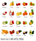 Mangosteen and papaya avocado set of icons vector. Pineapple and pomelo, mango and rambutan, carambola and kumquat, sugar apple, guava and citron. Mangosteen and Papaya Avocado Set Vector. Стоковая иллюстрация, агентство Ingram Publishing / Фотобанк Лори