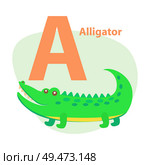 Children ABC with cute animal cartoon vector. English letter A with funny alligator flat illustration isolated on white background. Zoo alphabet with reptile for preschool education, kids book. Zoo ABC Letter with Cute Alligator Cartoon Vector. Стоковая иллюстрация, агентство Ingram Publishing / Фотобанк Лори