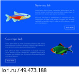 Neon tetra and green tiger barb fish types. Posters set with info about exotic species. Colorful unique fauna of sea waters set vector illustration. Neon Tetra Green Tiger Barb Vector Illustration. Стоковая иллюстрация, агентство Ingram Publishing / Фотобанк Лори