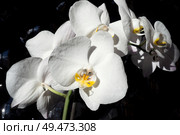 White beautiful orchid on around black background. Стоковое фото, агентство Ingram Publishing / Фотобанк Лори