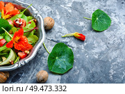 Healthy salad with flowers, nasturtium leaves, tomatoes and nuts. Indian salad.Diet food. Summer nasturtium salad. Стоковое фото, агентство Ingram Publishing / Фотобанк Лори