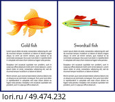 Red goldfish and colorful swordtail fish isolated on white. Freshwater aquarium fish icons on blank background in cartoon style vector illustration. Goldfish and Swordtail Fish Isolated on White. Стоковая иллюстрация, агентство Ingram Publishing / Фотобанк Лори