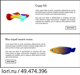 Cuppy fish and blue striped tamarin wrasse posters with headlines set. Fauna species of sea or ocean. Nature part creatures set vector illustration. Cuppy Fish and Striped Tamarin Vector Illustration. Стоковая иллюстрация, агентство Ingram Publishing / Фотобанк Лори