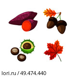 Autumn food beetroot and acorn isolated icons vector. Chestnut in peel, maple leaves and foliage, seasonal items and organic elements, autumnal fruit. Autumn Food Beetroot and Acorn Isolated Vector. Стоковая иллюстрация, агентство Ingram Publishing / Фотобанк Лори