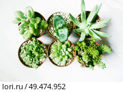 Beautiful and green succulent plants                               . Стоковое фото, агентство Ingram Publishing / Фотобанк Лори