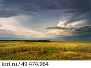 Storm dark clouds over field. Thunderstorm over a wheat field. Rural scene in Belarus, Europe. Стоковое фото, агентство Ingram Publishing / Фотобанк Лори