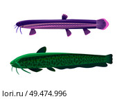 Wels catfish fish types set. Limbless animals of green and purple color. Underwater organisms with gills fin, isolated on white vector illustration. Wels Catfish Fish Types Set Vector Illustration. Стоковая иллюстрация, агентство Ingram Publishing / Фотобанк Лори