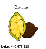 Cupuacu exotic cupuassu, cupuazu and copoasu, tropical rainforest fruit whole and cut related to cacao vector. Dieting vegetarian icon, edible food. Cupuacu Exotic Cupuassu, Cupuazu and Copoasu. Стоковая иллюстрация, агентство Ingram Publishing / Фотобанк Лори