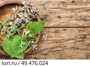 Sage leaves on old wooden background.Salvia officinalis. Sage leaves on wooden table. Стоковое фото, агентство Ingram Publishing / Фотобанк Лори