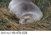 Sealion asleep in the grass. Стоковое фото, агентство Ingram Publishing / Фотобанк Лори