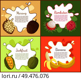 Marang and rambutan, jackfruit and ripe banana set of posters with text sample. Healthy succulent tropical fruits, nutritious exotic products vector. Marang and Rambutan Jackfruit Vector Illustration. Стоковая иллюстрация, агентство Ingram Publishing / Фотобанк Лори