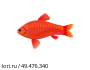 Jewel cichlid red small fish with fins. Marine limbless animal living floating in water. Biological organism with mouth and eyes vector Illustration. Jewel Cichlid Red Small Fish Vector Illustration. Стоковая иллюстрация, агентство Ingram Publishing / Фотобанк Лори