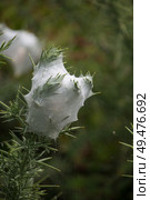 Nursery web spider web. Стоковое фото, агентство Ingram Publishing / Фотобанк Лори