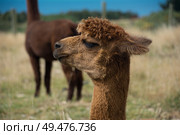 Alpacas. Стоковое фото, агентство Ingram Publishing / Фотобанк Лори