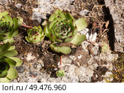 Succulent perennial plant (Sempervivum tectorum) close-up. Стоковое фото, фотограф Татьяна Ляпи / Фотобанк Лори