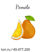 Pomelo exotic fruit whole and cut vector isolated. Tropical food, similar in appearance to grapefruit or pear, dieting vegetarian citrus with leaf. Pomelo Exotic Fruit Vector Tropical Food Icon. Стоковая иллюстрация, агентство Ingram Publishing / Фотобанк Лори