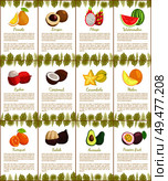 Pomelo and kumquat, marang and avocado, tropical fruits slice. Melon and carambola, lychee and coconut, watermelon and rambutan posters set vector. Pomelo and Kumquat Posters Vector Illustration. Стоковая иллюстрация, агентство Ingram Publishing / Фотобанк Лори