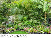 Tropical flowers in pots and plants around. Green area design, picturesque corner. Chatuchak Park in Bangkok (2024 год). Стоковое фото, фотограф Коханова Наталья / Фотобанк Лори