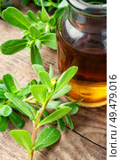Bottle with portulaca tincture.Medicinal herbs on wooden table.Herbalism.Natural herbs medicine. Medicinal tincture from purslane. Стоковое фото, агентство Ingram Publishing / Фотобанк Лори