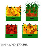 Banana tropical fruit and pineapple set vector. Ripe pears and apples, food in containers boxes for transportation. Sell and storing of organic meal. Banana Tropical Fruit and Pineapple Set Vector. Стоковая иллюстрация, агентство Ingram Publishing / Фотобанк Лори