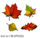 Fall fallen autumnal leaves isolated icons set vector. Maple foliage, oak leafage, autumn season symbols. Withered flora of trees, deciduous items. Fall Fallen Autumnal Leaves Isolated Icons Vector. Стоковая иллюстрация, агентство Ingram Publishing / Фотобанк Лори