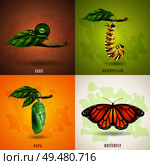 Butterfly 2x2 realistic design concept set developing stage of butterfly from eggs caterpillar pupa to imago vector illustration . Butterfly 2x2 Design Concept. Стоковая иллюстрация, агентство Ingram Publishing / Фотобанк Лори