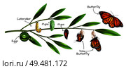 Butterfly metamorphosis on example of danainae monarch species realistic composition vector illustration . Butterfly Metamorphosis Composition. Стоковая иллюстрация, агентство Ingram Publishing / Фотобанк Лори