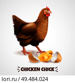 Mother hen with newly hatched chick with eggshell closeup realistic chicken life cycle element poster vector illustration. Стоковая иллюстрация, агентство Ingram Publishing / Фотобанк Лори