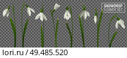 Realistic snowdrop flower set on transparent background with isolated realistic images of natural flowerage with stems vector illustration. Стоковая иллюстрация, агентство Ingram Publishing / Фотобанк Лори