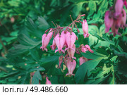 Dicentra Formosa Luxuriant flowers close up. Close-up of pink flowering plant. Wild Bleeding Hearts. Стоковое фото, фотограф Оксана Медведева / Фотобанк Лори