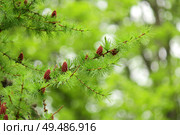 branches with young needles European larch Larix decidua. a young bump on a branch. Стоковое фото, фотограф Есич Елена / Фотобанк Лори