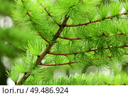 branches with young needles European larch Larix decidua. Стоковое фото, фотограф Есич Елена / Фотобанк Лори