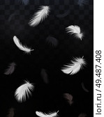 Black and white bird feathers realistic transparent set isolated vector illustration. Стоковая иллюстрация, агентство Ingram Publishing / Фотобанк Лори