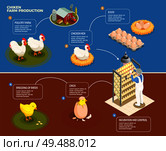Chicken production step by step scheme from poultry farm to incubation control and breeding of chick isometric vector illustration. Стоковая иллюстрация, агентство Ingram Publishing / Фотобанк Лори