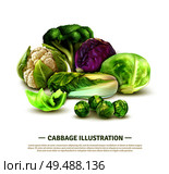 Realistic composition with white cabbage and scotch kale heads chinese leaves brussels sprouts broccoli and cauliflower vector illustration. Стоковая иллюстрация, агентство Ingram Publishing / Фотобанк Лори