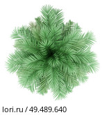 butia palm tree isolated on white background. top view. 3d illustration. Стоковое фото, агентство Ingram Publishing / Фотобанк Лори