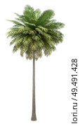 coconut palm tree isolated on white background. 3d illustration. Стоковое фото, агентство Ingram Publishing / Фотобанк Лори