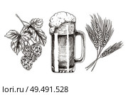 Hop wheat and frothy beer in glossy glass goblet vector illustration, graphic image made by pencil, foamy drink in glassware and raw for producing. Hop Wheat and Frothy Beer in Glossy Glass Goblet. Стоковая иллюстрация, агентство Ingram Publishing / Фотобанк Лори