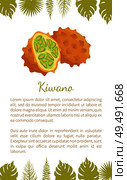 Kiwano exotic juicy fruit vector poster text sample and palm leaves. Cucumis metuliferus, African horned cucumber or jelly melano. Tropical edible food. Kiwano Exotic Juicy Fruit Vector Poster Text Leaf. Стоковая иллюстрация, агентство Ingram Publishing / Фотобанк Лори