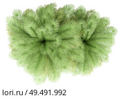 two coconut palm trees isolated on white background. top view. 3d illustration. Стоковое фото, агентство Ingram Publishing / Фотобанк Лори
