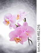 Beautiful White- Pink speckled phalaenopsis Orchid Flower . close up. Стоковое фото, агентство Ingram Publishing / Фотобанк Лори