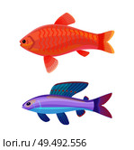 Aquarium goldfish with comet-like tail and unusual blue creature with red spotted dorsal fin cartoon vector illustration. Colorful depiction on white.. Aquarium Gold and Wrasse Fish Isolated on White. Стоковая иллюстрация, агентство Ingram Publishing / Фотобанк Лори