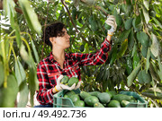 Positive farmer woman picking avocados in garden. Стоковое фото, фотограф Яков Филимонов / Фотобанк Лори