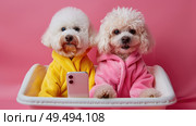 Two poodles wearing bath robes are seated in a bathtub. Стоковое AI-изображение, AI-художник Данила Большаков / Фотобанк Лори