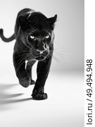 A black and white portrayal of a panther running with powerful and graceful strides. Стоковое AI-изображение, AI-художник Данила Большаков / Фотобанк Лори