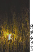 Kyoto, Japan - Sep 24 2024, 4k, vertical, view of the foliage of a weeping willow through which the light of a lantern shines, at night, without people, Kyoto, Japan. Стоковое видео, видеограф Сергей Богомяко / Фотобанк Лори