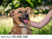 Red mongrel dog for a walk. Dog lies on the grass in the garden. Стоковое фото, фотограф Андрей Савченко / Фотобанк Лори