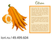 Citron exotic juicy large fragrant citrus fruit whole and cut vector poster frame for text. Tropical edible food, dieting veggies full of vitamins. Citron Exotic Juicy Large Fragrant Citrus Fruit. Стоковая иллюстрация, агентство Ingram Publishing / Фотобанк Лори