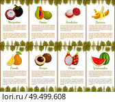 Passion fruit and papaya posters set with text sample rambutan and kumquat. Banana and pitaya watermelon slices with seeds. Tropical and exotic fruits. Passion Fruit and Papaya Watermelon Set Vector. Стоковая иллюстрация, агентство Ingram Publishing / Фотобанк Лори