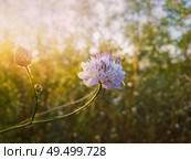 White form of Field scabious (Knautia arvensis) with purple pistils flowering in the steppe nature. Tiny wildflowers closeup. Стоковое фото, агентство Ingram Publishing / Фотобанк Лори